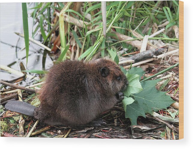 Beavers Wood Print featuring the photograph Baby Beaver Eating a Maple Leaf by Peggy Collins
