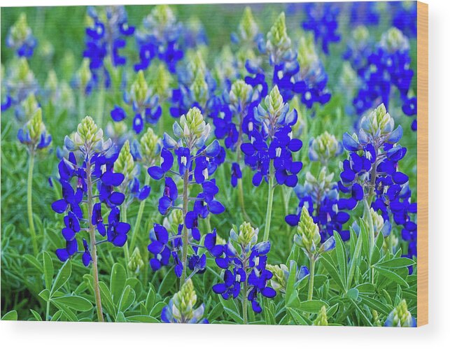 Texas Bluebonnets Wood Print featuring the photograph Baby Bluebonnets by Lynn Bauer