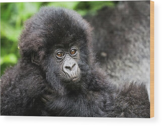 Africa Wood Print featuring the photograph Baby Gorilla by Brooke Reynolds