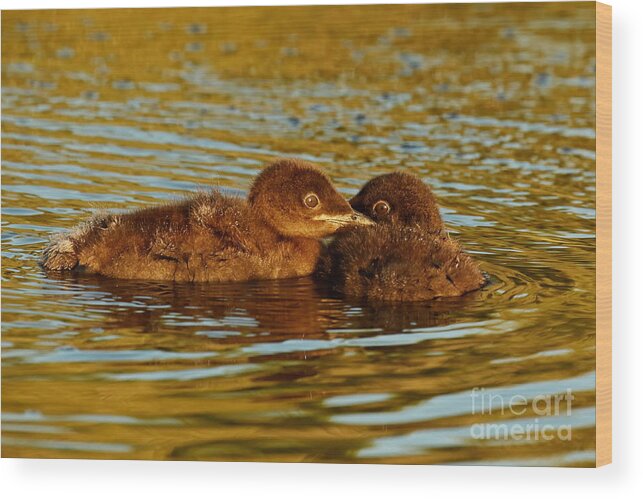 Loon Wood Print featuring the photograph Baby loons by Heather King