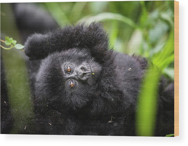 Mountain Gorilla Wood Print featuring the photograph Baby Mountain Gorilla Close-Up by Kate Malone