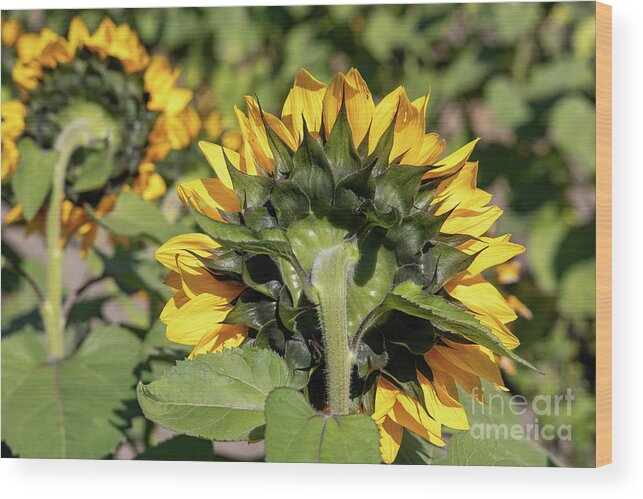 Sunflower Wood Print featuring the photograph Back of Yellow Sunflowers by Vivian Krug Cotton