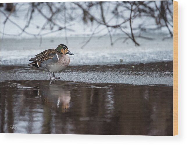 Baikal Teal Wood Print featuring the photograph Baikal Teal a rare visitor in Sweden by Torbjorn Swenelius