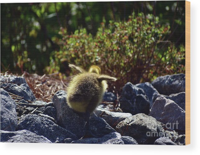 Gosling Wood Print featuring the photograph Balancing Gosling by Bailey Maier