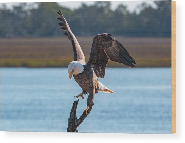 Bald Eagle Wood Print featuring the photograph Bald Eagle Landing by D K Wall