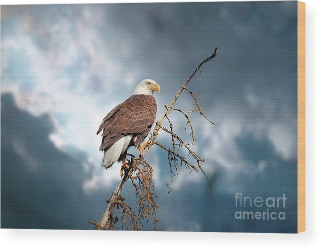 Bald Eagle Wood Print featuring the photograph Bald Eagle by Thomas Nay
