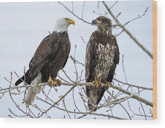 Bald Eagles Wood Print featuring the photograph Bald Eagles on Branch by Wesley Aston