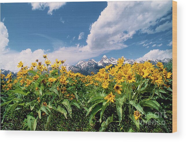 Dave Welling Wood Print featuring the photograph Balsamroot Below The Tetons Grand Tetons Np by Dave Welling