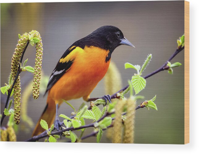 Baltimore Wood Print featuring the photograph Baltimore Oriole by Al Mueller