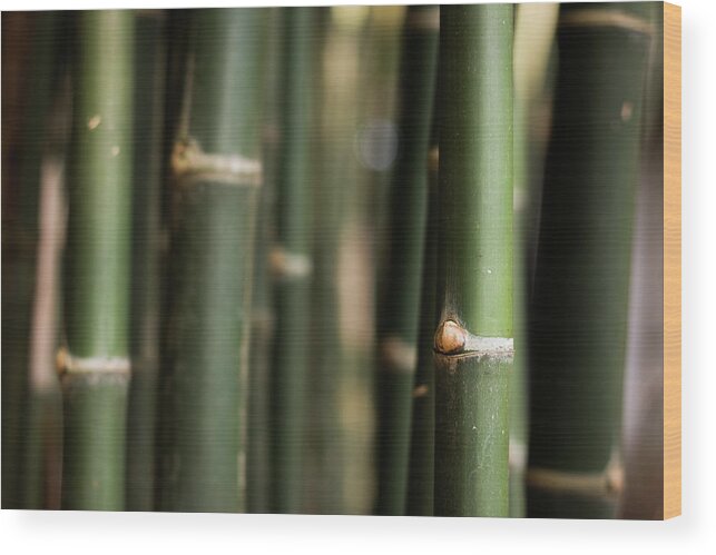 Bamboo Wood Print featuring the photograph Bamboo green canes by Josu Ozkaritz