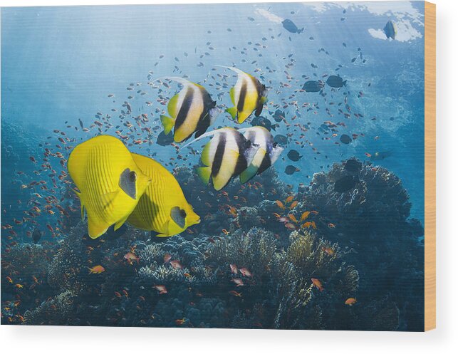 Tranquility Wood Print featuring the photograph Bannerfish and butterflyfish by Georgette Douwma