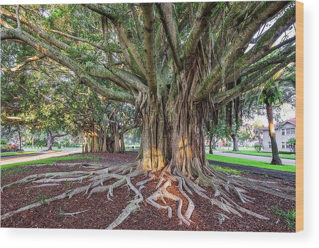 Banyan Tree Wood Print featuring the photograph Banyan Trees Venice Avenue. by Rudy Wilms
