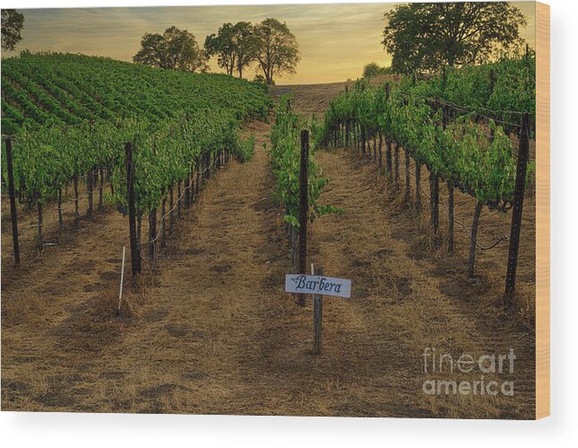 Barbera Wood Print featuring the photograph Barbera Grapes at Sunset by Abigail Diane Photography