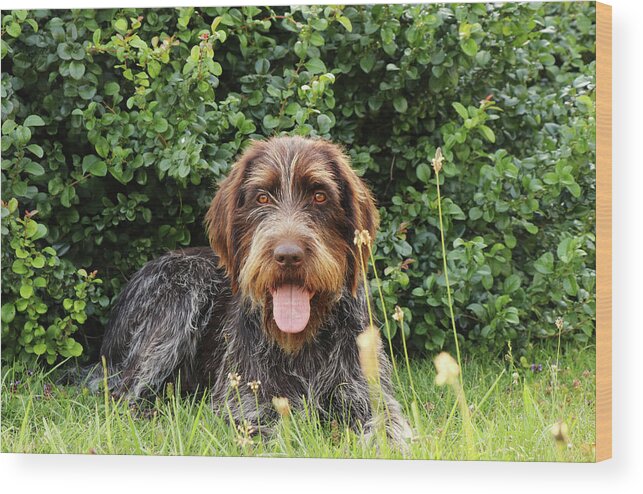Dog Wood Print featuring the photograph Barbu tcheque typical for czech republic lying in shadow during hot summer days. Female dog with tongue out is looking at camera. Outdoor activities. Tired after hunting. Happy expression by Vaclav Sonnek