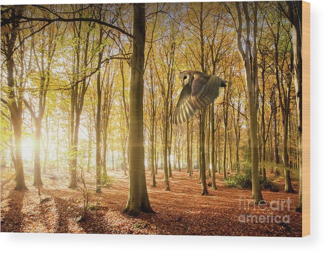 Autumn Wood Print featuring the photograph Barn owl flying in autumn woodland by Simon Bratt