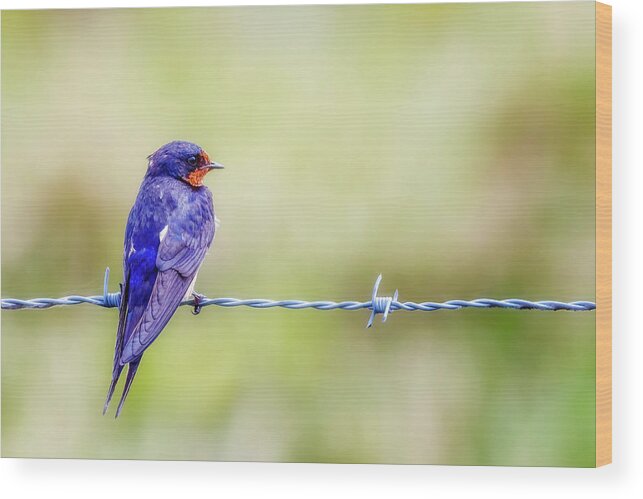 Barn Swallow Wood Print featuring the photograph Barn Swallow Perched on Barbed Wire by Susan Rissi Tregoning