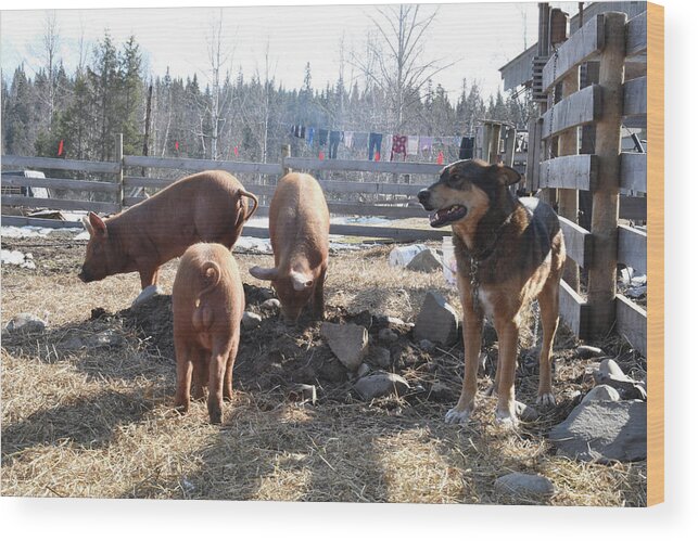 Pigs Wood Print featuring the photograph Barnyard Life by Listen To Your Horse