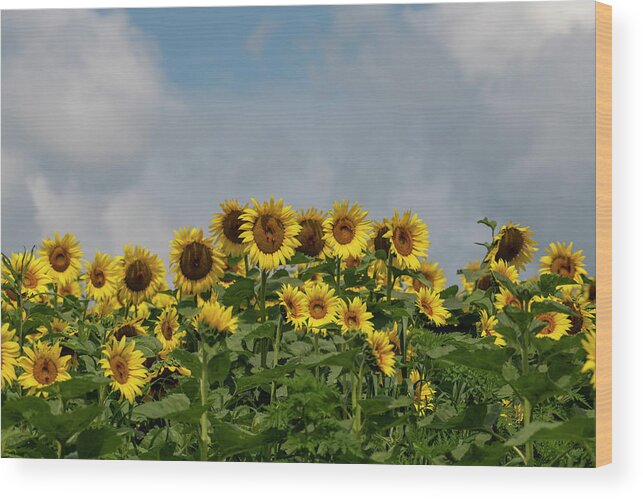 Sunflower Wood Print featuring the photograph Basking in the sun by Dan Friend