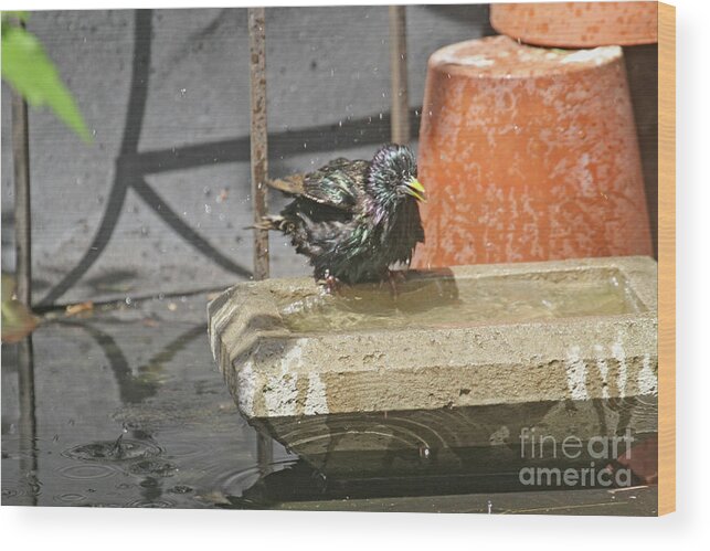 Wildlife Wood Print featuring the photograph Bath Time by Patricia Youngquist