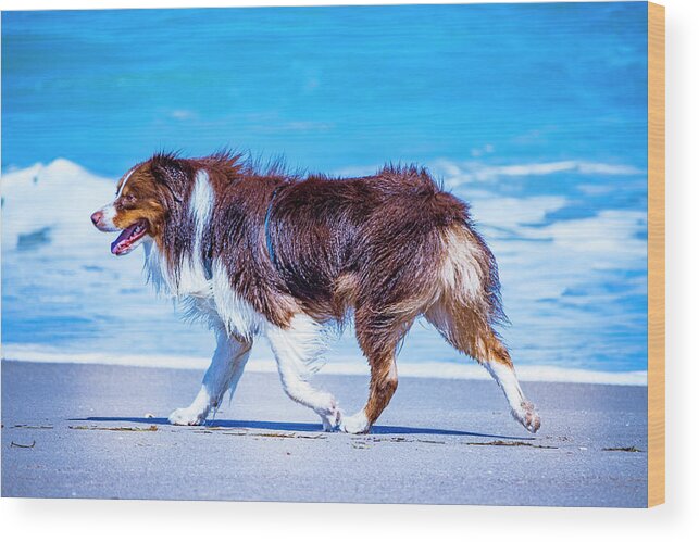 Aussie Wood Print featuring the photograph Beach Aussie Dog Day by Blair Damson