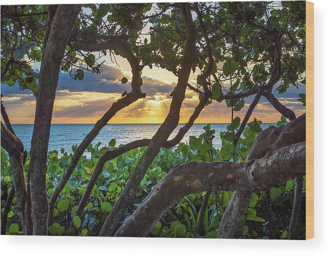 Beach Wood Print featuring the photograph Sun Through the Seagrape Trees by Laura Fasulo