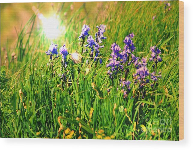 Bluebells Wood Print featuring the photograph Beams On Bluebells by Kimberly Furey