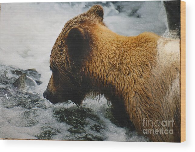 Brown Bear Wood Print featuring the photograph Bear Seeking Spring Protein by Doug Gist