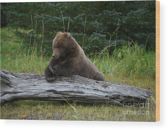 Alaska Wood Print featuring the photograph Bear Yoga by Patrick Nowotny