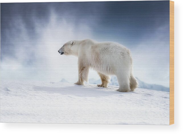 Wildlife Wood Print featuring the photograph Beautiful adult male polar bear, ursus maritimus, walking across the snow of Svalbard by Jane Rix