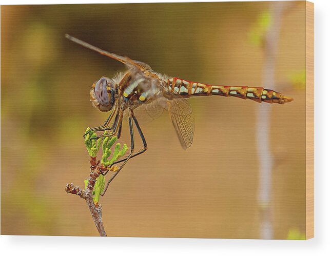 Beautiful Dragonfly In Canyonlands National Park Wood Print featuring the photograph Beautiful Dragonfly In Canyonlands National Park by Morris Finkelstein