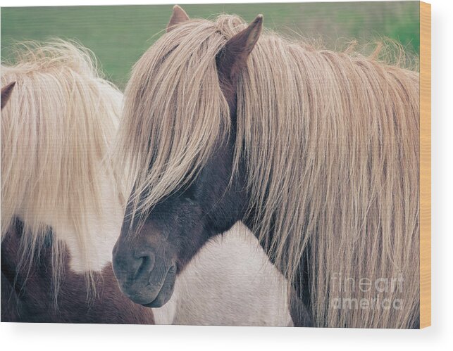 Horse Wood Print featuring the photograph Beautiful icelandic horse by Delphimages Photo Creations