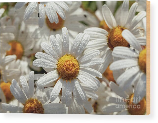 Daisies Wood Print featuring the photograph Beautiful large wild daisies with water drops by Simon Bratt