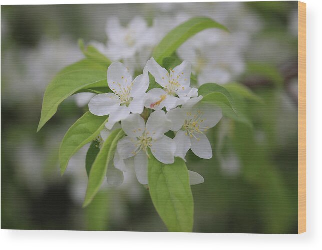 Flowers Wood Print featuring the photograph Beautiful Nature by Scott Burd