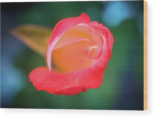 Beautiful Roses From My Garden Wood Print featuring the photograph Beautiful roses from my Garden by Lilia S