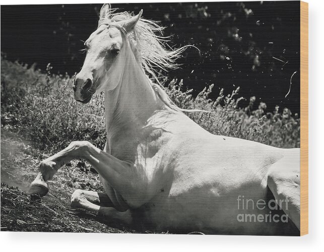 Horse Wood Print featuring the photograph Beautiful White Horse Laying Down by Dimitar Hristov
