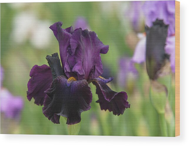 Jenny Rainbow Fine Art Photography Wood Print featuring the photograph Beauty Of Irises - Count Dracula by Jenny Rainbow