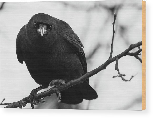 #crows - Crow - #corvids - Corvids - Elegant Crows - Black Birds #blackwhitephotography - Black And White Photography - Images Of Rae Ann M. Garrett -#raeannmgarrett - #fineart - #fineartphotogrpahy- Fine Art Photography - #crowsociety - Illumination - Lighting - #fortheloveofcrows - #forcrowlovers - #renownedphotographer Wood Print featuring the photograph Because Your Mine by Rae Ann M Garrett