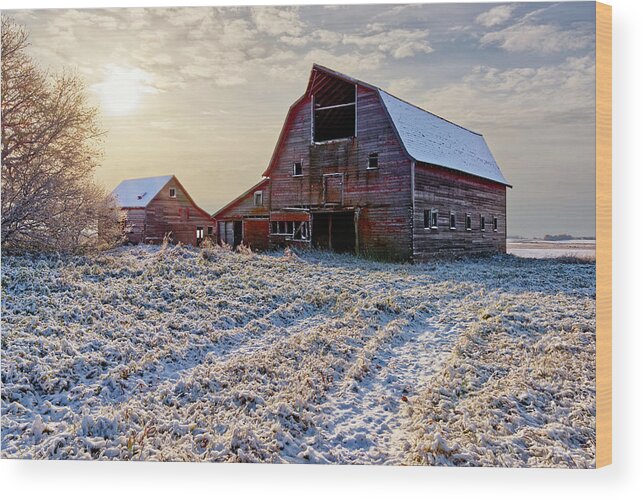 Blackmore Wood Print featuring the photograph Bedazzled Blackmore Barn - abandoned rural ND barn in an early fresh snow at sunrise by Peter Herman