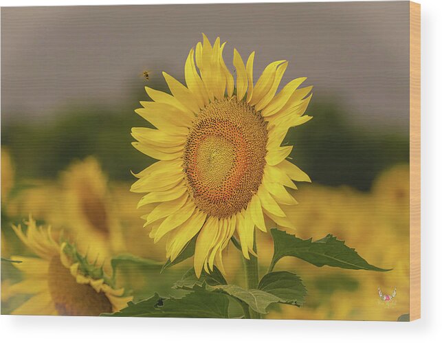Sunflowers Wood Print featuring the photograph Bee and Sunflower by Pam Rendall