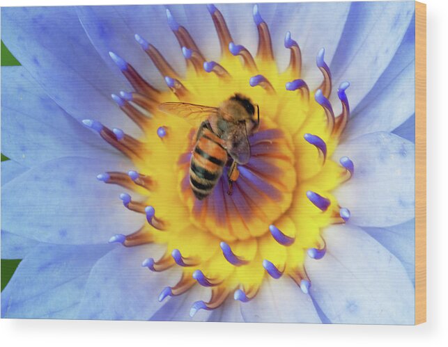 Floral Wood Print featuring the photograph Bee and the lotus. by Usha Peddamatham