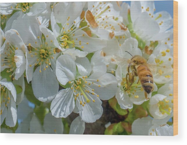Cherry Blossoms Wood Print featuring the photograph Bee Business by Leslie Struxness