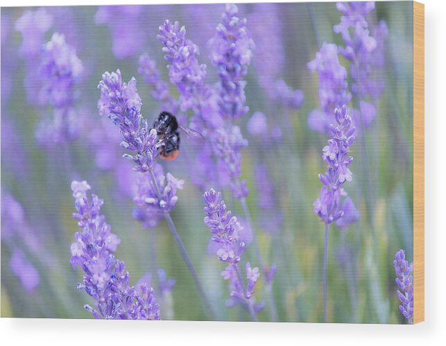 Lavender Wood Print featuring the photograph Bee buzzing in the lavender by Andrew Lalchan
