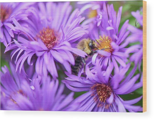 Aster Wood Print featuring the photograph Bee in Purple Aster by Paul Freidlund