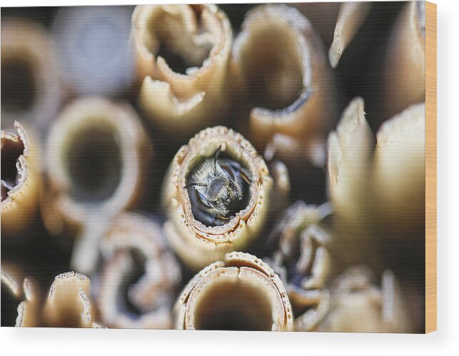 Hiding Wood Print featuring the photograph Bee in wooden insect hotel. by Christoph Hetzmannseder