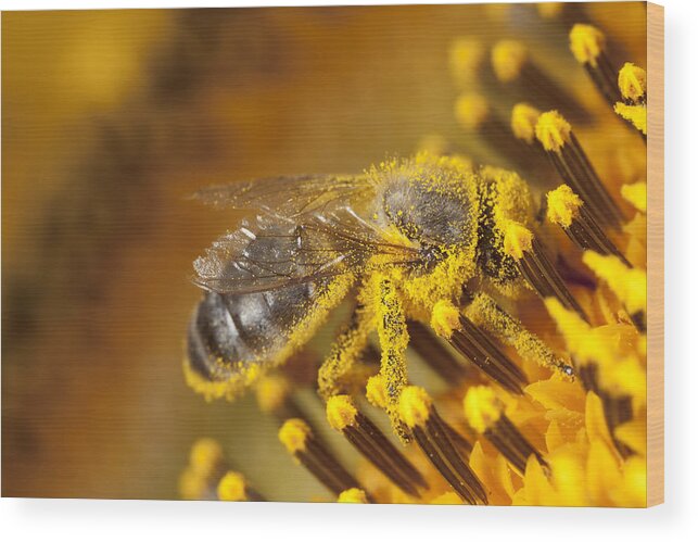 Insect Wood Print featuring the photograph Bee by JLGutierrez