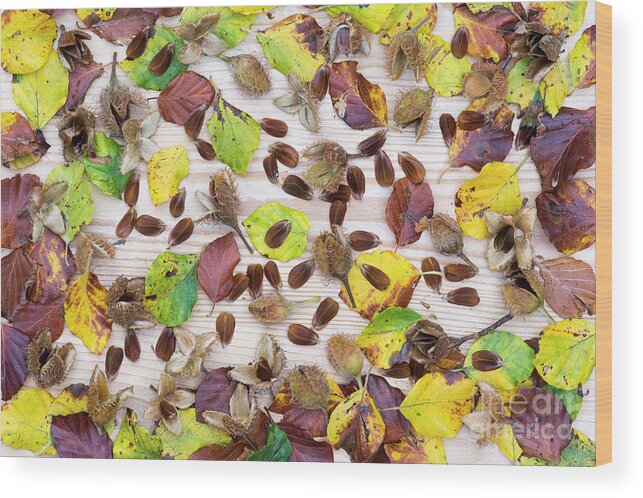 Beechnuts Wood Print featuring the photograph Beechnuts and Autumn Leaves by Tim Gainey