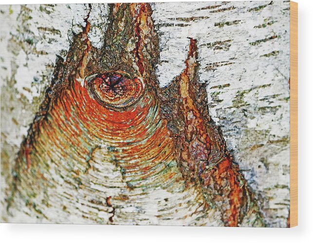 Abstract Wood Print featuring the photograph Belly Button Birch by Debbie Oppermann