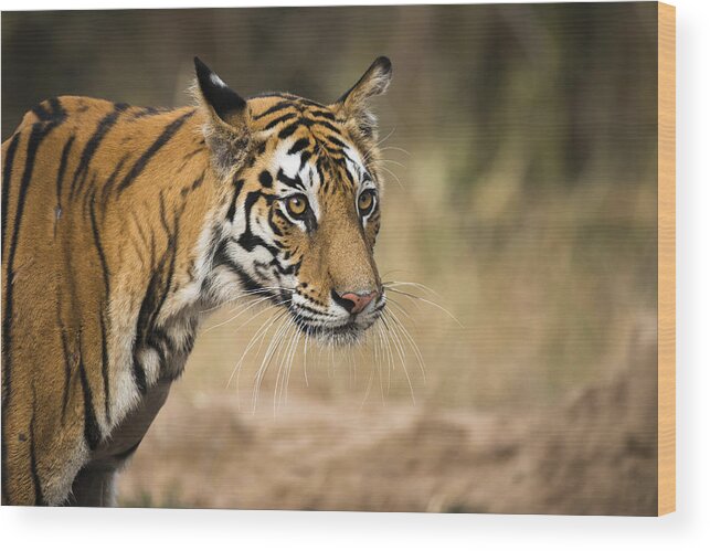 Orange Color Wood Print featuring the photograph Bengal tigress portrait by James Warwick