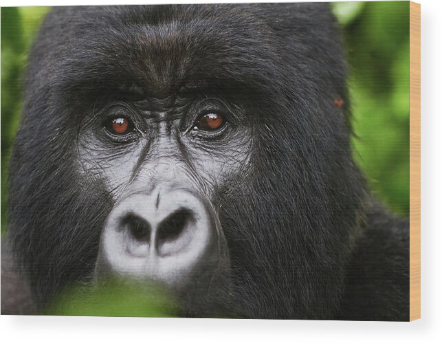 Gorillas Wood Print featuring the photograph Regard Berengei by Sebastien Meys