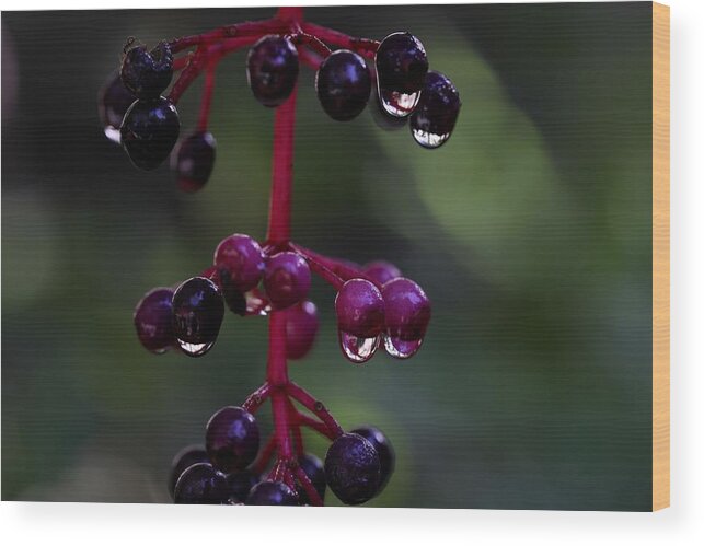 Rose Grape Wood Print featuring the photograph Rose Grape 2 by Mingming Jiang